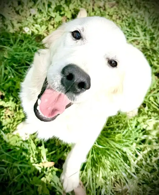 English Cream Golden Retriever in Dogs & Puppies for Rehoming in Oakville / Halton Region - Image 10