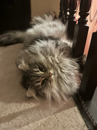 Pure Bred Siberian Cat 5 Years Old (Black/Silver Mackeral Tabby)