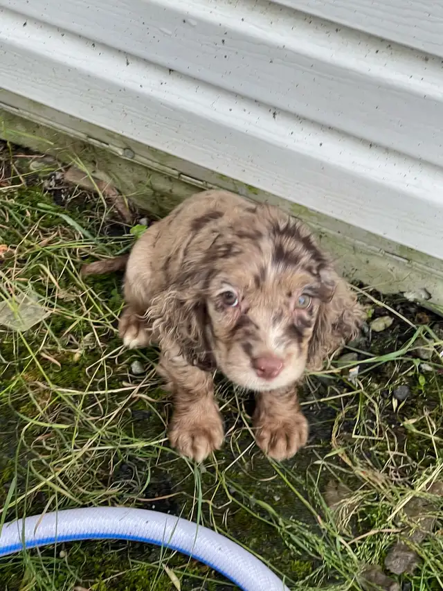 chiot cocker et springer in Dogs & Puppies for Rehoming in Saint-Hyacinthe - Image 10