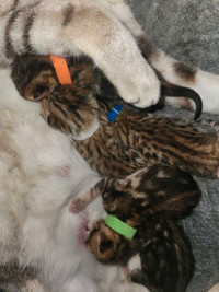 5 bengal kittens