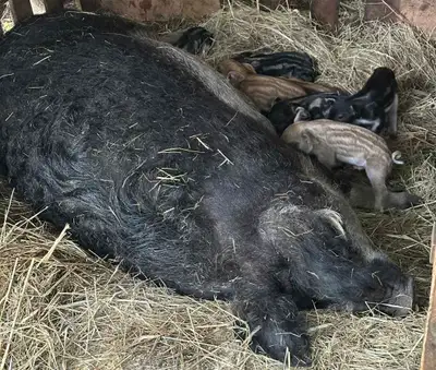 Pure Mangalitsa Piglets, View more