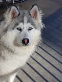 Siberian husky- blue eyes