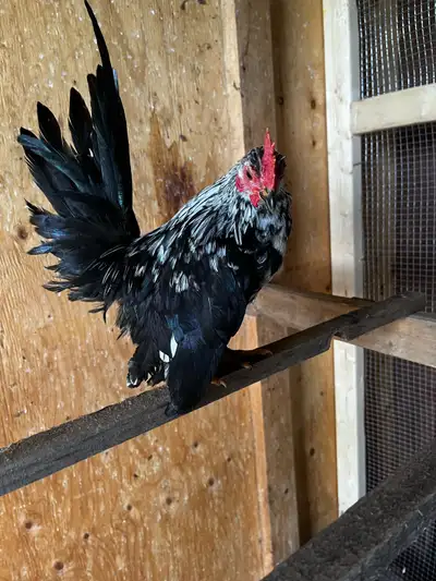 Jeune coq de 5mois Gênetique de première place J’ai des petite poule Serama oussi