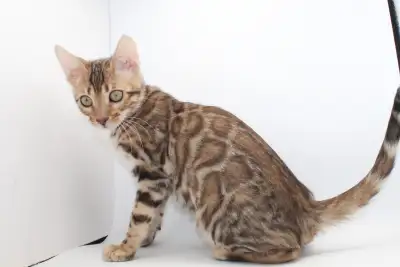 TICA Registered Female Bengal Kitten, View more