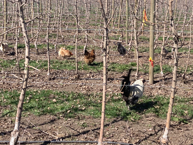 Hens for sale  in Livestock in Vernon - Image 3