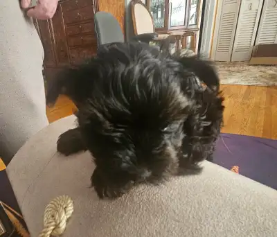 PURE LOVE KENNEL IS OFFERING a beautiful all black pure Yorkie, View more