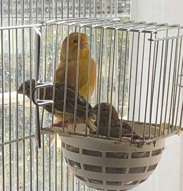 Three Young Singing Canaries in Birds for Rehoming in Delta/Surrey/Langley - Image 3