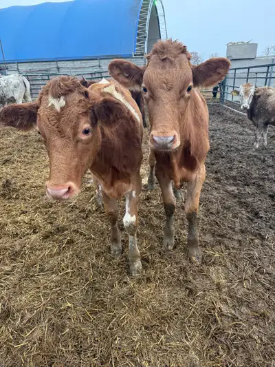 4 dairy Cross steers vaccinated, View more