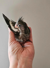 SOLD! Adorable gray white baby cockatiel 