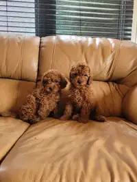 Red Toy Poodles for Sale
