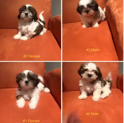 Shih Tzu, View more