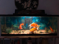 Aquarium 12x18x48 inches complete with fish and accessories