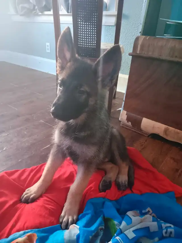 13 week old pure bred King  shepherds for sale in Dogs & Puppies for Rehoming in St. Catharines - Image 3