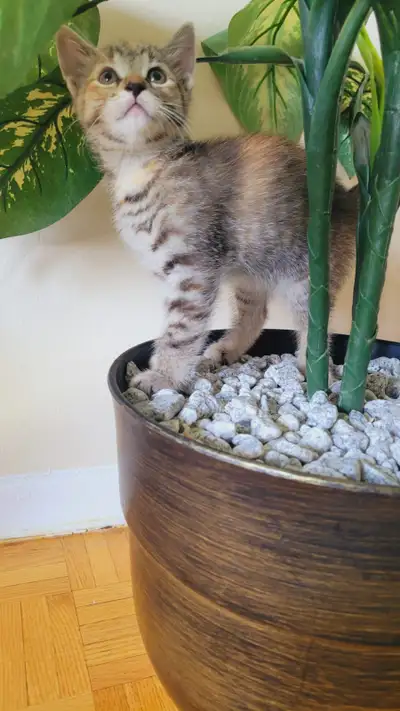 Kittens For Sale, View more