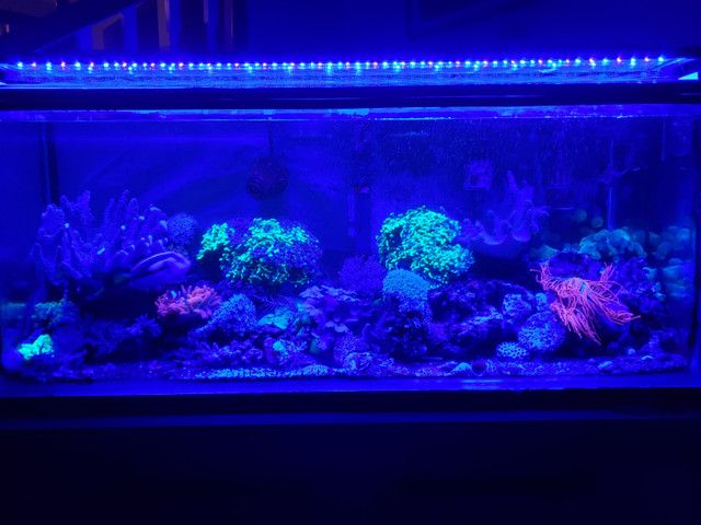 Fish Tank / Aquarium (55 gal) / Stand / light / pump etc in Accessories in Sudbury - Image 3