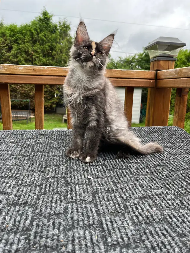 mainecoon in Cats & Kittens for Rehoming in City of Montréal - Image 5