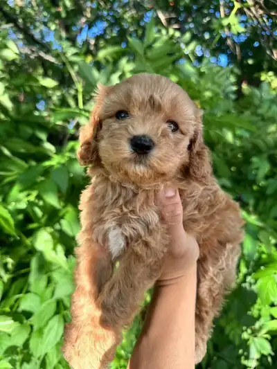 Last 3❤️Gorgeous Maltipoo puppies Available❤️, View more