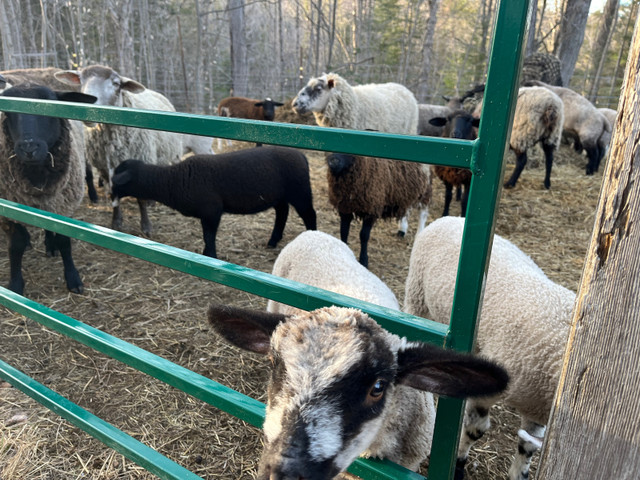Replacement ewes  in Livestock in Renfrew - Image 3