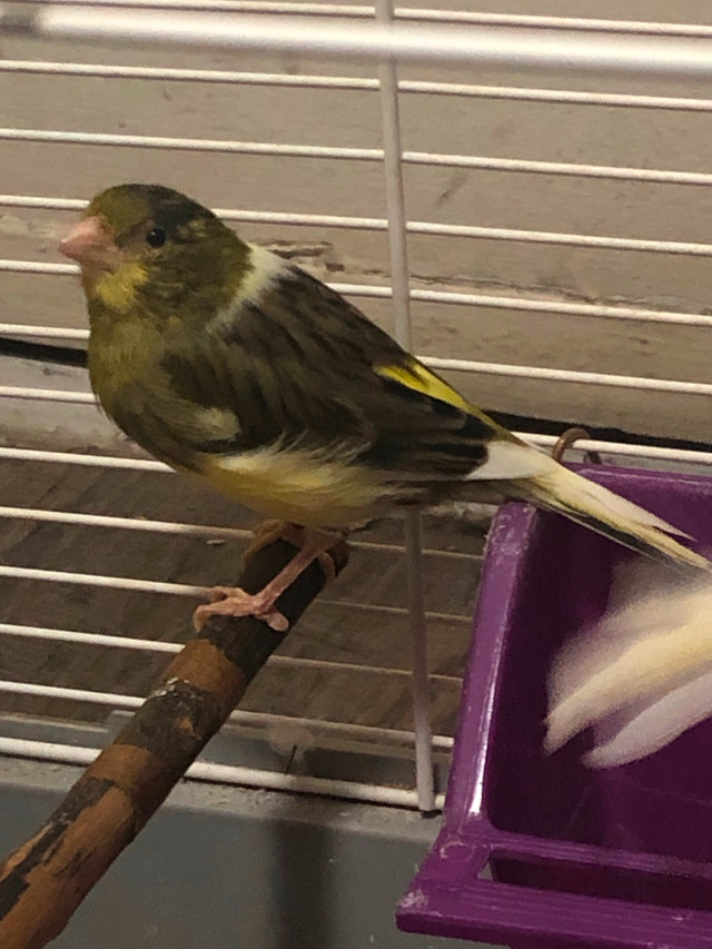Female American Singer Canaries for sale in Birds for Rehoming in Hamilton - Image 3