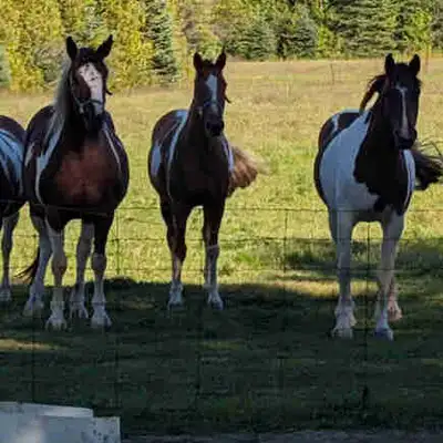 Two out of four Paint Horses for sale, View more