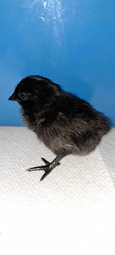 6 rare Svarthöna chicks, View more