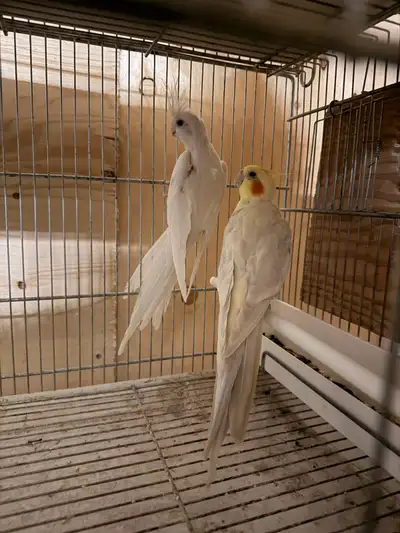 Cockatiel Pairs , View more