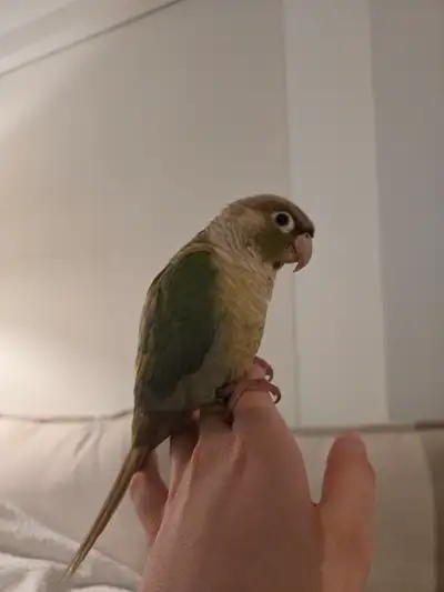Male conure looking for new home, View more