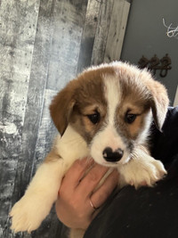 SOLD Pembroke corgi male ready to go PRICED TO SELL……