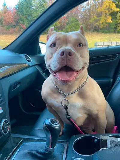 It is with a heavy heart we must re home our sweet family dog, Saucy. We rescued her 9 months ago fr...