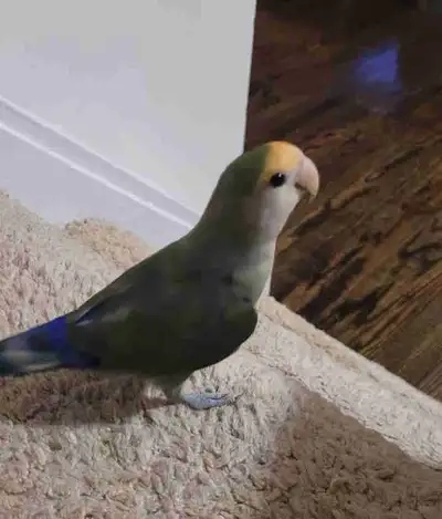 Meet this little lovie named Grey, turning 7 months old, wings were clipped on his 4th month. Hand f...