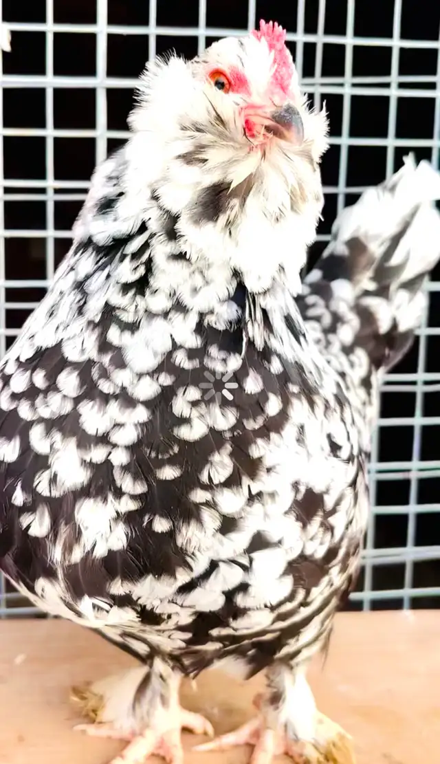 Bantam d”Uccle Hatching Eggs in Livestock in Yarmouth - Image 3