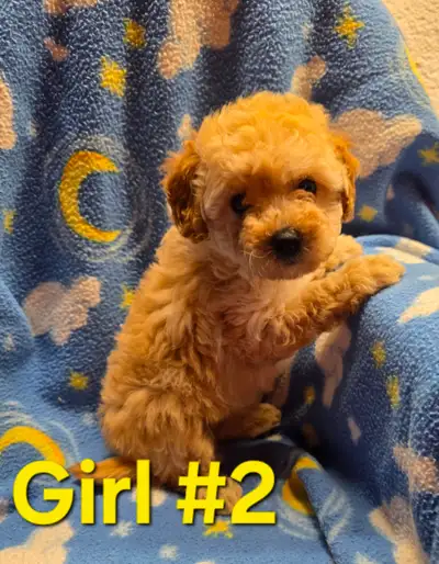 Poodle Puppies (Mini Toys), View more