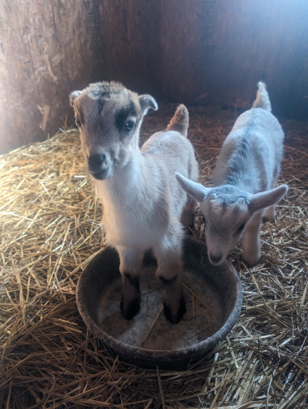 Goat Kids Born March 7 in Livestock in Yarmouth