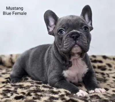 French Bulldogs Puppies, View more