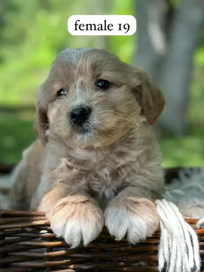 Mini Goldendoodle Puppy For Sale, View more