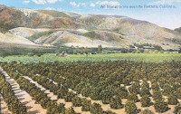 Carte postale An Orange Grove near the Foothills, California USA