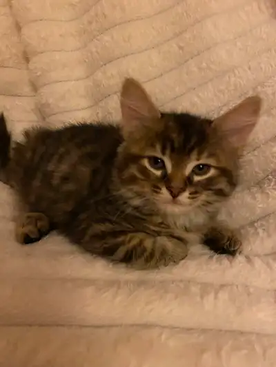 Kittens soon ready for sale., View more
