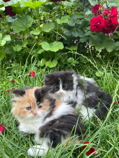 2 chatons persans croisés, View more