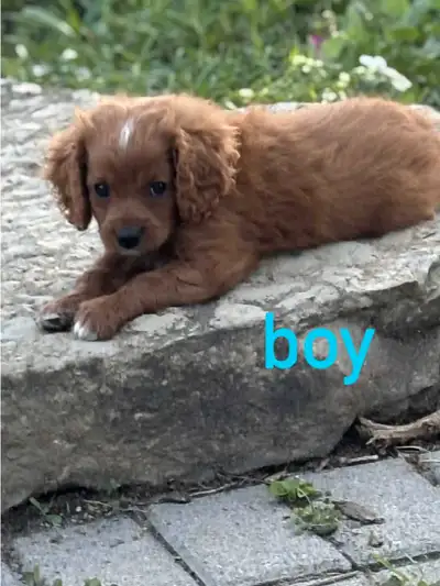 Mini Poodle /King Charles Cavalier, View more