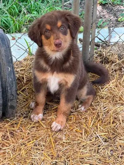 Beautiful puppies looking for forever homes., View more