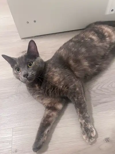 dilute tortoiseshell cat, View more