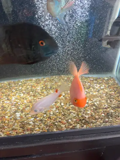 rehome red devil, View more
