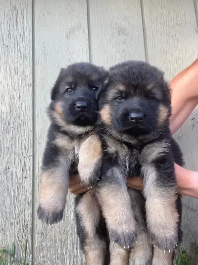 **ready to go next week** PUREBRED GERMAN SHEPHERD PUPPIES , View more