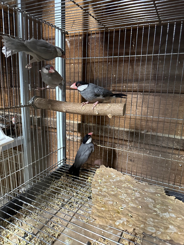 Java finch’s  in Birds for Rehoming in Abbotsford - Image 2