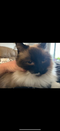 Seeking a Loving Home for Our Sweet Ragdoll Cat 