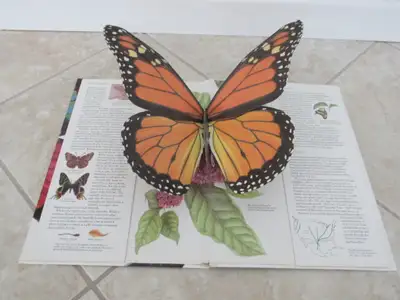 Gorgeous 3D 'The Butterfly' Book, View more