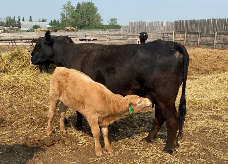 Pairs for sale Livestock Strathcona County Kijiji