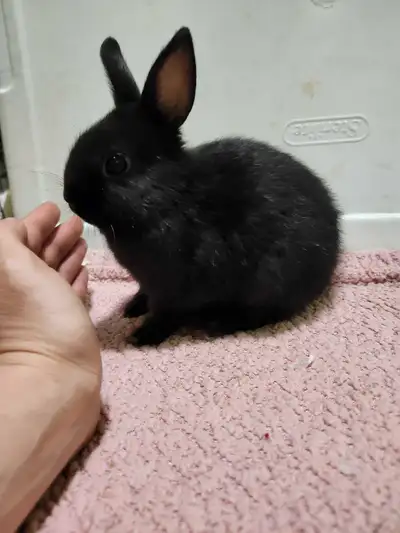 Deux bébés lapins néerlandais, ils sont pret a trouvé une famille pour la vie. Ils ont 8semaines, so...