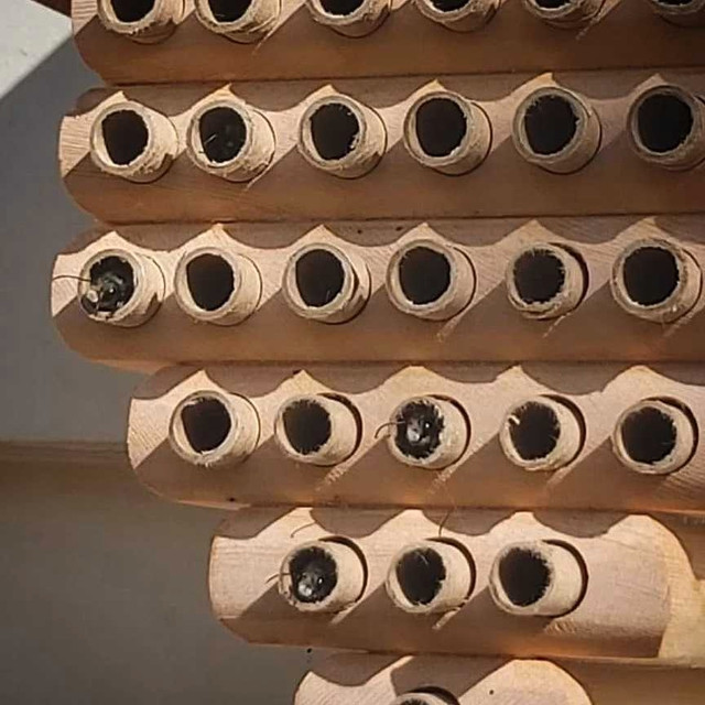MASON BEES in Other in Delta/Surrey/Langley
