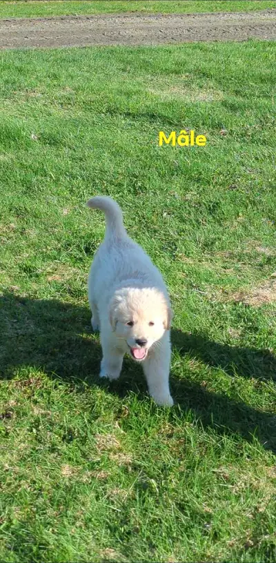 Joli mâle goldens prêt pour l'adoption le 16 mai.Nous avons papa et maman Goldens a la maison nous s...